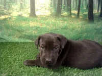 Jett, a male German Shepherd Dog and Labrador Retriever for sale in Leo, IN – 3 of 5