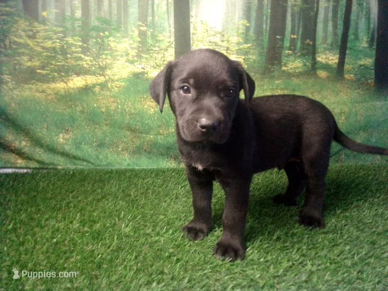 Jace – German Shepherd Dog, Labrador Retriever puppy for sale in Leo, IN