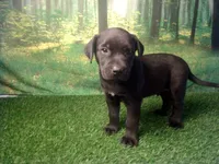 Jace, a male German Shepherd Dog and Labrador Retriever for sale in Leo, IN – 1 of 6