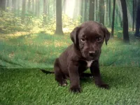 Jax, a male German Shepherd Dog and Labrador Retriever for sale in Leo, IN – 2 of 4