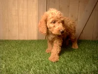 Mack, a male Goldendoodle for sale in Leo, IN – 3 of 4