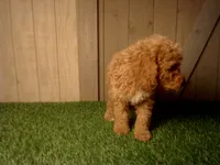 Miles, a male Goldendoodle for sale in Leo, IN – 2 of 4