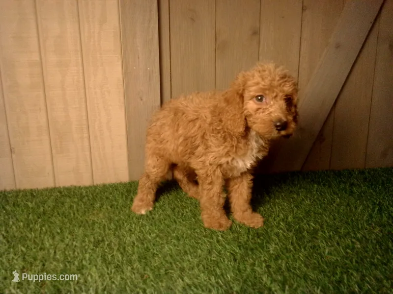 Mack – Goldendoodle puppy for sale in Leo, IN