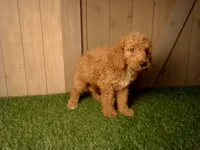 Mack, a male Goldendoodle for sale in Leo, IN – 1 of 4