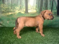 Jewel, a female German Shepherd Dog and Labrador Retriever for sale in Leo, IN – 5 of 5
