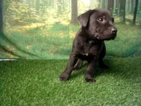 Jace, a male German Shepherd Dog and Labrador Retriever for sale in Leo, IN – 5 of 6