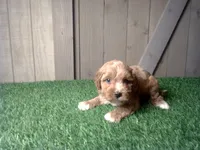 Ranger, a male Cavapoo for sale in Leo, IN – 3 of 5