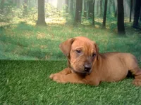 Jewel, a female German Shepherd Dog and Labrador Retriever for sale in Leo, IN – 2 of 5