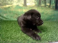 Jasper, a male German Shepherd Dog and Labrador Retriever for sale in Leo, IN – 2 of 5