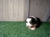 Ruby, a female Australian Shepherd for sale in Leo, IN – 4 of 5