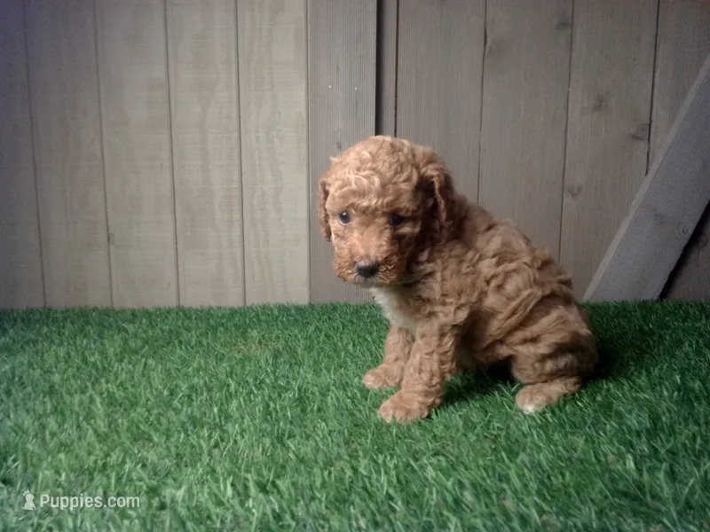 Ruby – Cavapoo puppy for sale in Leo, IN