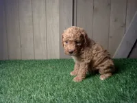 Ruby, a female Cavapoo for sale in Leo, IN – 1 of 5