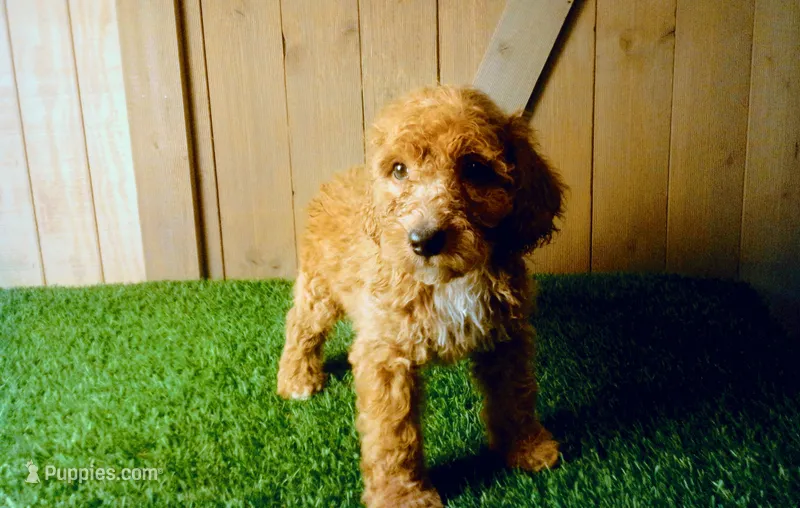 Mateo – Goldendoodle puppy for sale in Leo, IN