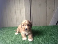 Ranger, a male Cavapoo for sale in Leo, IN – 4 of 5