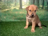 Jade, a female German Shepherd Dog and Labrador Retriever for sale in Leo, IN – 4 of 4