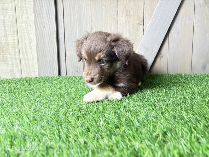 Huck – Miniature Australian Shepherd puppy for sale in Leo, IN