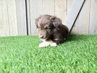 Huck, a male Miniature Australian Shepherd for sale in Leo, IN – 1 of 3