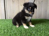 Hank, a male Miniature Australian Shepherd for sale in Leo, IN – 4 of 5