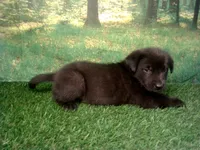 Joey, a male German Shepherd Dog and Labrador Retriever for sale in Leo, IN – 3 of 4