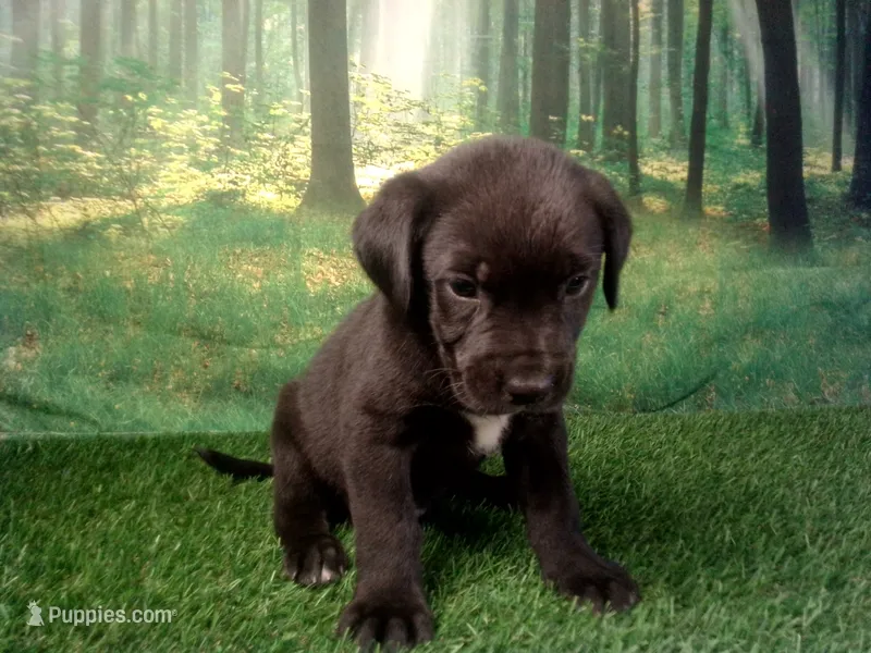 Jax – German Shepherd Dog, Labrador Retriever puppy for sale in Leo, IN