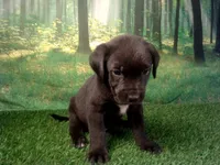 Jax, a male German Shepherd Dog and Labrador Retriever for sale in Leo, IN – 1 of 4