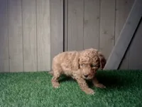 Ruby, a female Cavapoo for sale in Leo, IN – 2 of 5
