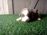Rosie , a female Australian Shepherd for sale in Leo, IN – 5 of 7