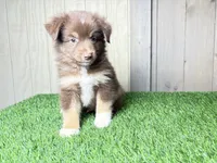 Hendrix, a male Miniature Australian Shepherd for sale in Leo, IN – 3 of 3