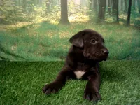 Jett, a male German Shepherd Dog and Labrador Retriever for sale in Leo, IN – 2 of 5
