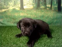 Jasper, a male German Shepherd Dog and Labrador Retriever for sale in Leo, IN – 5 of 5