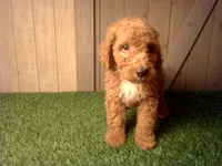 Mateo, a male Goldendoodle for sale in Leo, IN – 7 of 7
