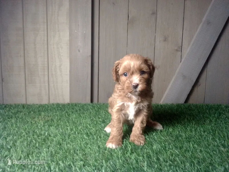 Raven – Cavapoo puppy for sale in Leo, IN