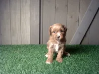 Raven, a female Cavapoo for sale in Leo, IN – 1 of 5