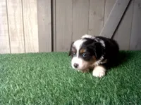 Remi, a female Australian Shepherd for sale in Leo, IN – 2 of 3
