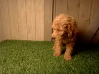 Miles, a male Goldendoodle for sale in Leo, IN – 3 of 4