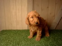 Murphy, a male Goldendoodle for sale in Leo, IN – 6 of 7