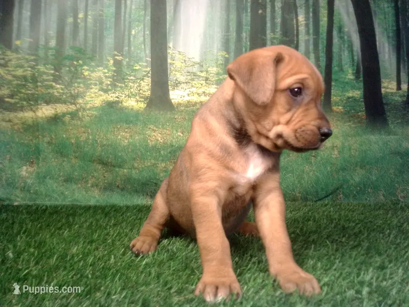 Jessie – German Shepherd Dog, Labrador Retriever puppy for sale in Leo, IN