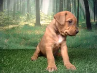 Jessie, a female German Shepherd Dog and Labrador Retriever for sale in Leo, IN – 1 of 3