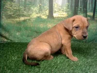 Jessie, a female German Shepherd Dog and Labrador Retriever for sale in Leo, IN – 2 of 3