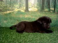 Joey, a male German Shepherd Dog and Labrador Retriever for sale in Leo, IN – 4 of 4
