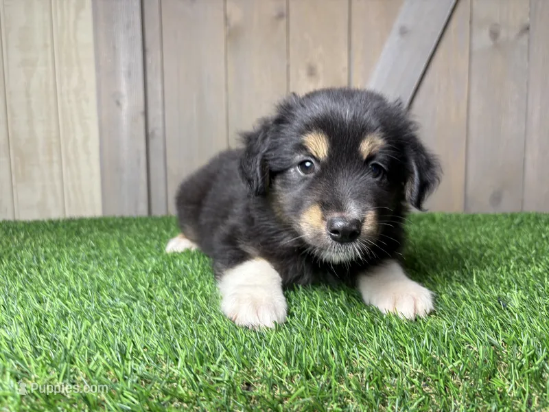 Hunter – Miniature Australian Shepherd puppy for sale in Leo, IN