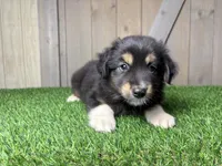 Hunter, a male Miniature Australian Shepherd for sale in Leo, IN – 1 of 4