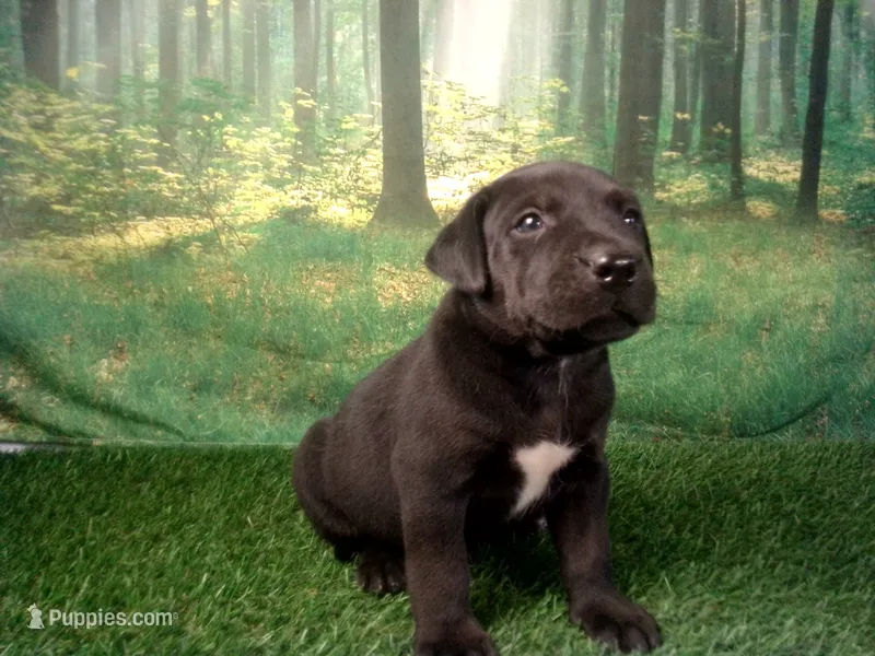 Jett – German Shepherd Dog, Labrador Retriever puppy for sale in Leo, IN
