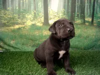 Jett, a male German Shepherd Dog and Labrador Retriever for sale in Leo, IN – 1 of 5