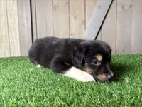Hunter, a male Miniature Australian Shepherd for sale in Leo, IN – 2 of 4