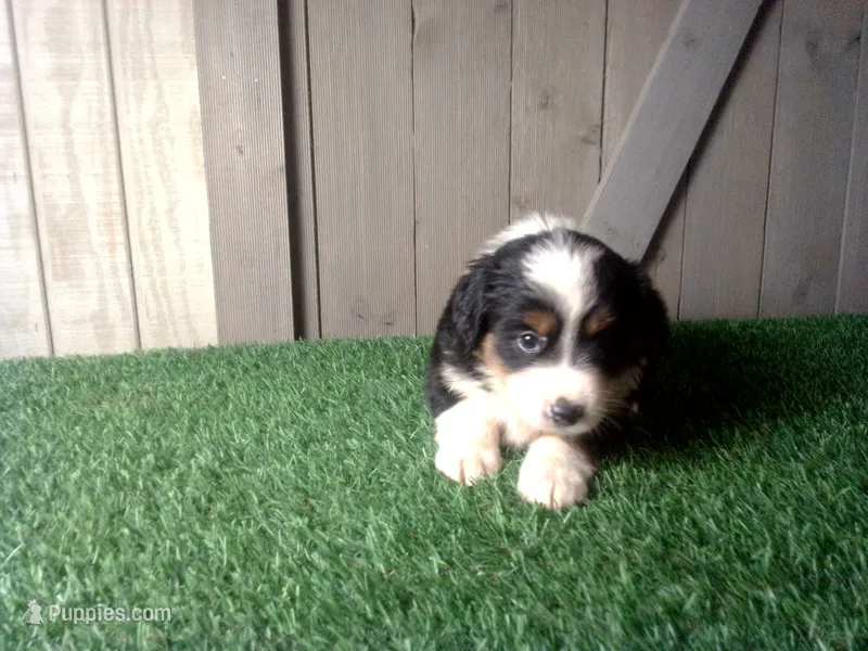 Remi – Australian Shepherd puppy for sale in Leo, IN