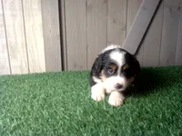 Remi, a female Australian Shepherd for sale in Leo, IN – 1 of 3