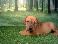 Jewel, a female German Shepherd Dog and Labrador Retriever for sale in Leo, IN – 4 of 5