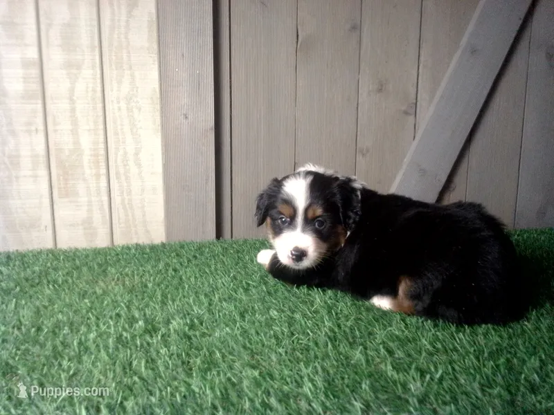 Remi – Australian Shepherd puppy for sale in Leo, IN