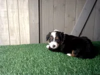Remi, a female Australian Shepherd for sale in Leo, IN – 3 of 3
